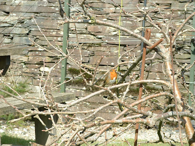 Robin Red Breast hiding in a tree