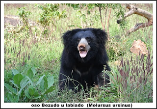 oso Bezudo u labiado  (Melursus ursinus)