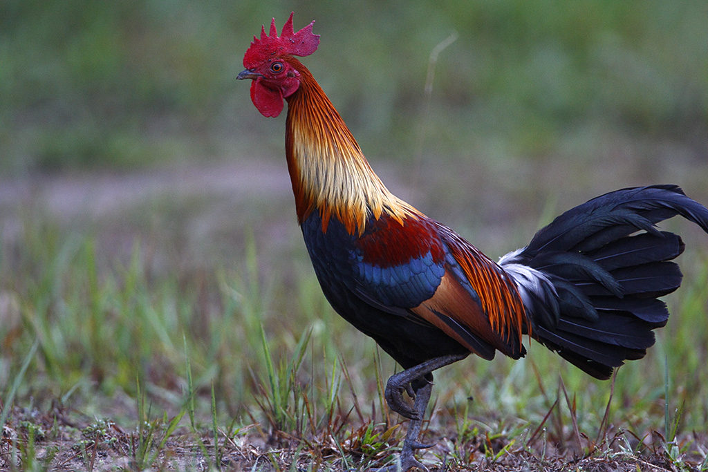 Take the Red Jungle Fowl, ancestor to all modern chickens