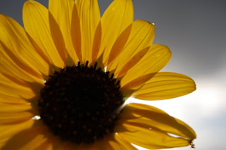 Backlit wild sunflower