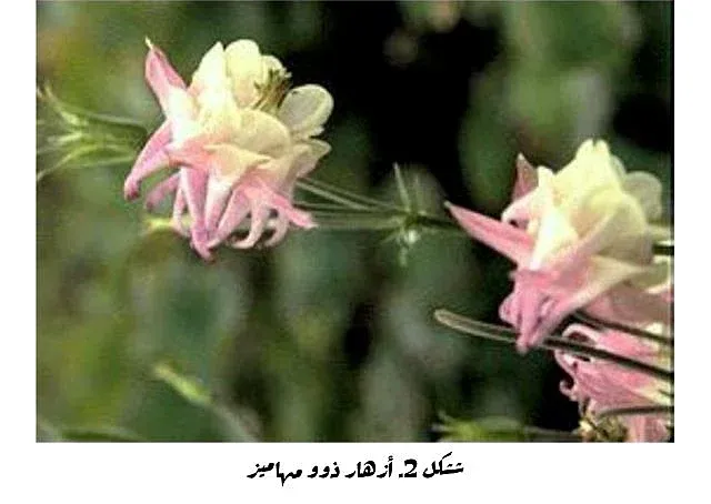 أزهار لها مهماز