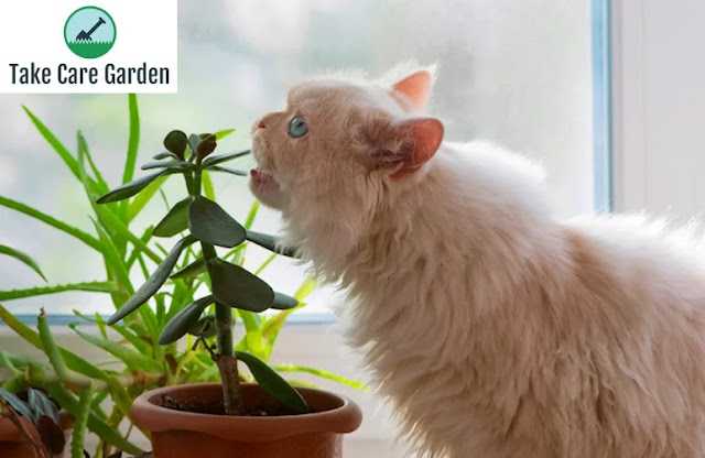 20 Plantas Seguras para Gatos e Cães: Guia Completo