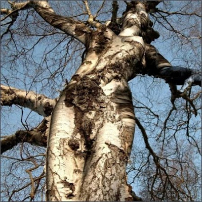 Amazing Trees - Unusual Trees from around the World