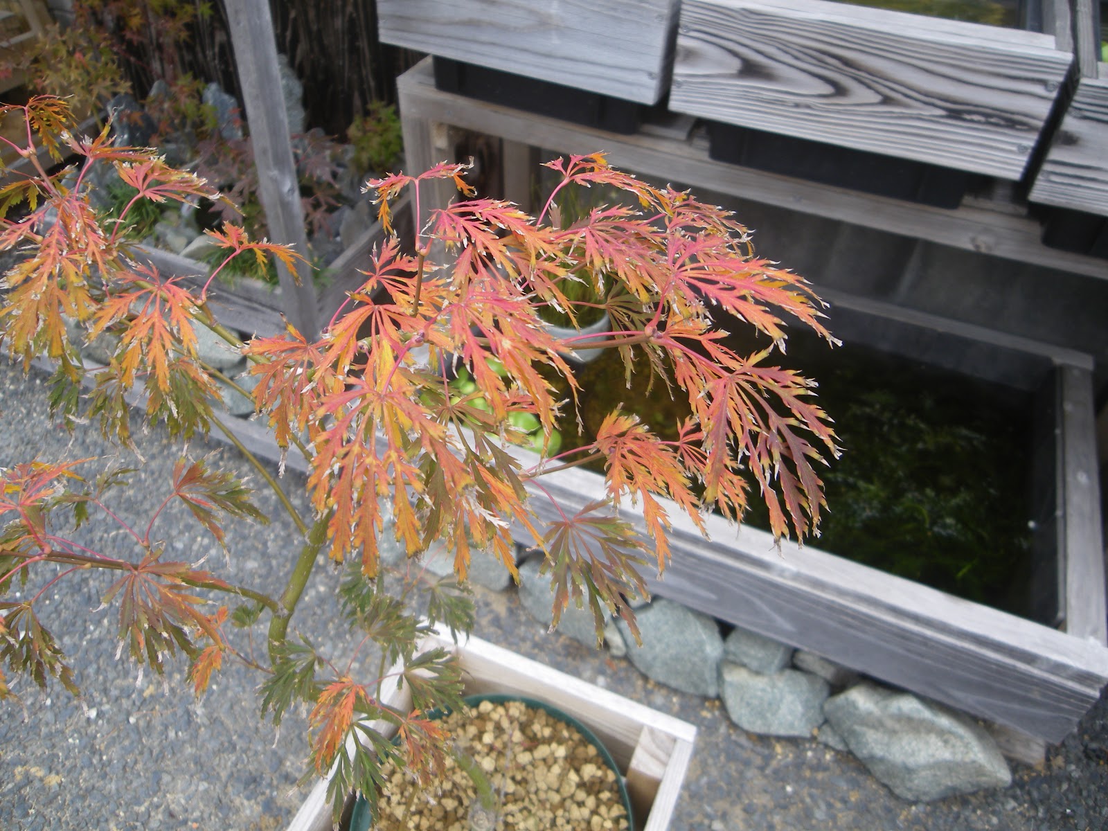 しだれもみじ 枝垂れモミジ の育て方 鉢植えで紅葉を楽しむ メダカの大工