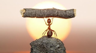 Η φιλοσοφία του μυρμηγκιού... 