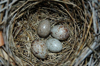 Cuckoo Bird Nest