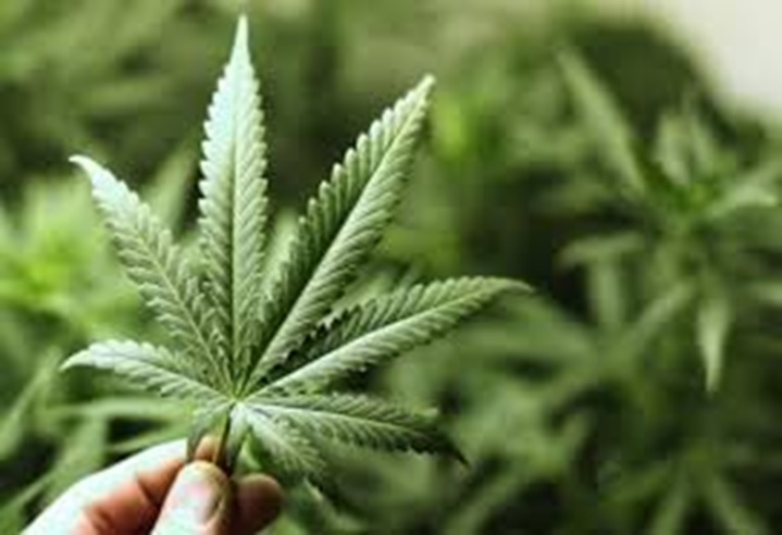 In Case You Missed It, Government Confirms And Reports That Marijuana Prevents Or Cures Certain Cancers