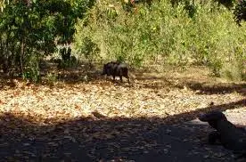 Babi hutan dan anjing liar di Taman Nasional Komodo memiliki peran yang penting dalam keseimbangan ekosistem di Taman Nasional Komodo sehingga Kadal Komodo tetap eksis hingga kini