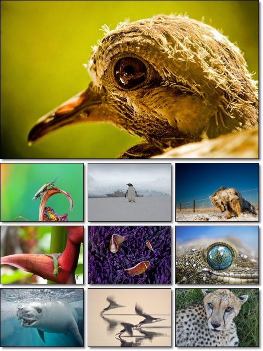 National Geographic Animals Wallpapers