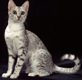 Egyptian Mau Cat