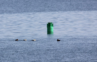 eiders near buoy