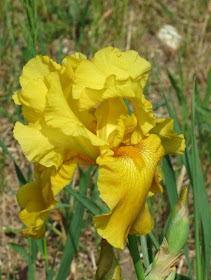 iris