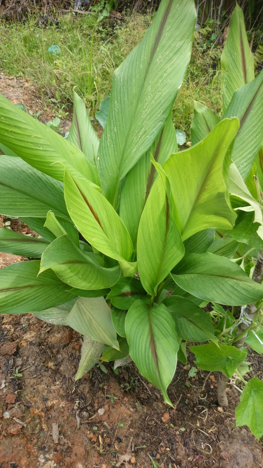 HERBA DALAM NILAI PERUBATAN DI KEBUN BELAKANG RUMAH (KBR 