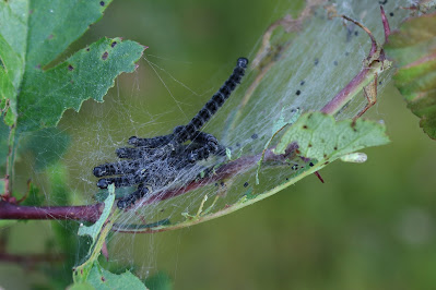 Meidoornstippelmot - Stipmotsje - Yponomeuta padella