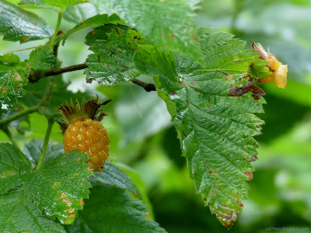 salmonberry