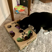 A black cat looks for treats in a cardboard box