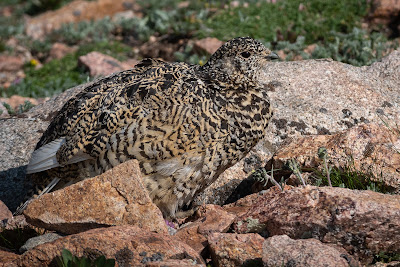 White-tailed Ptarmigan, Mount Evans