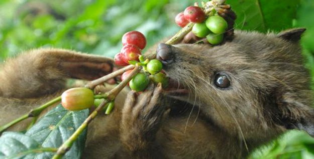 http://www.balijayatrans.com/2015/04/kopi-luwak-bali.html