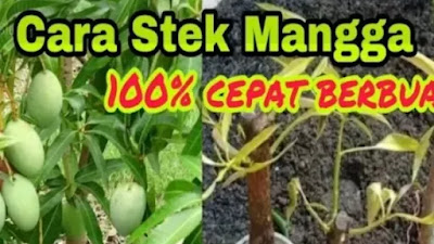 Stek Mangga dengan Bawang Merah untuk Pertumbuhan Akar Lebih Cepat