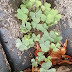 Daun Semanggi ; Clover  Leaf 