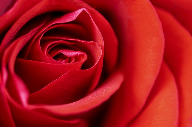 赤いバラをアップで撮った写真