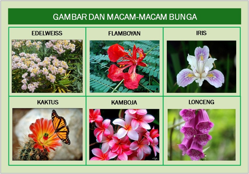  Gambar  Gambar  Macam Jenis Bunga  Bagian Fungsinya 