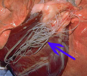 Gambar Cacing: Gambar Cacing Jantung (Dirofilaria Immitis 