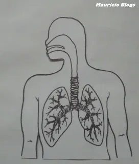 crear maqueta del sistema respiratorio