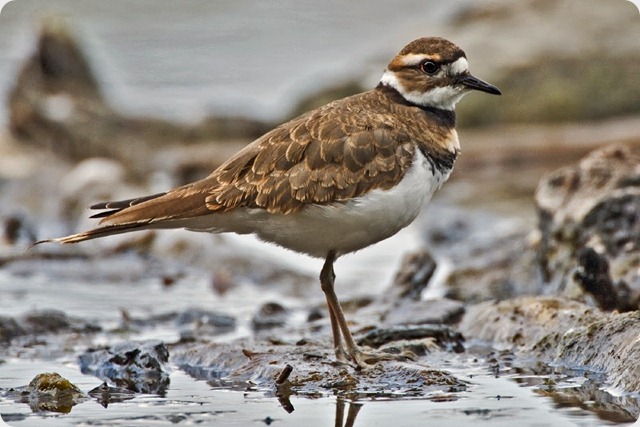 aves-Killdeer aves-Killdeer
