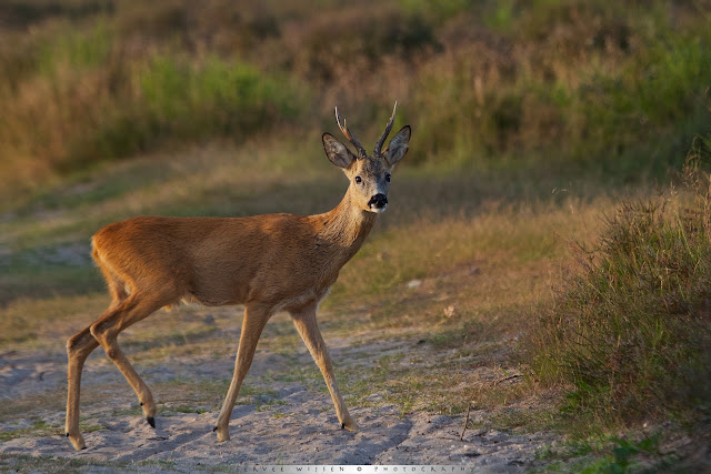  Reebok steekt pad over - Roe Deer buck crosses path - Capreolus capreolus