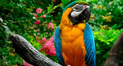 PARROT HD WALLPAPER FREE DOWNLOAD 06