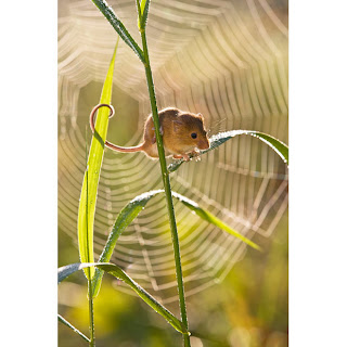 Mouse on a canary grass