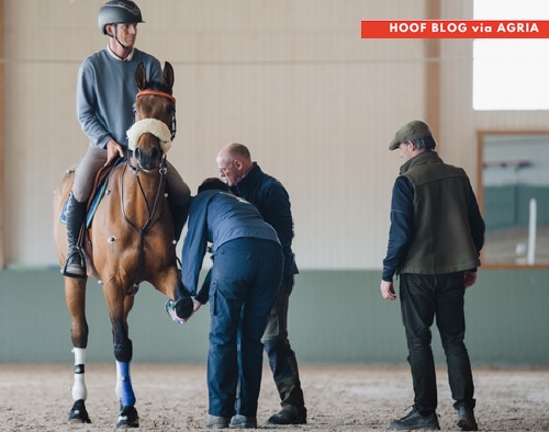 Swedish barefoot show jumping research with Olympic champion Peder Fredricson