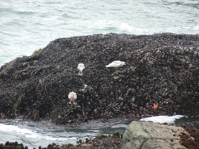 mostly mussels on the rocks