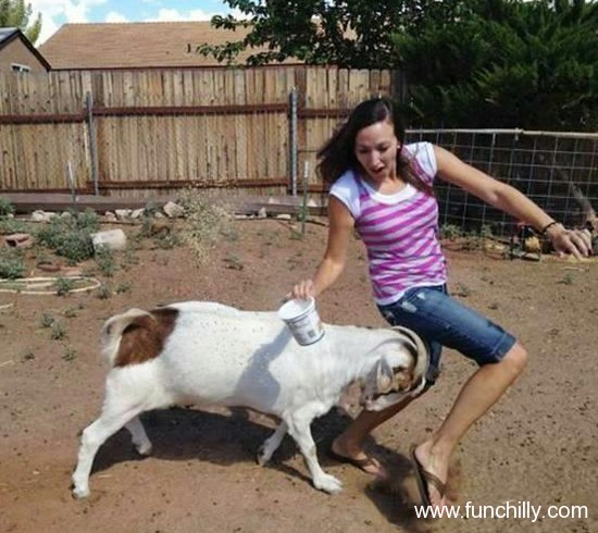 Funny Goat  Facts And New Pictures  Funny And Cute Animals