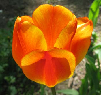 orange tulip