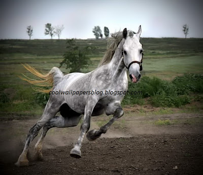 Beautiful White Horses by cool wallpapers