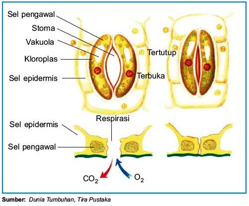 Struktur dan Fungsi Stomata Mulut  Daun pada Tumbuhan