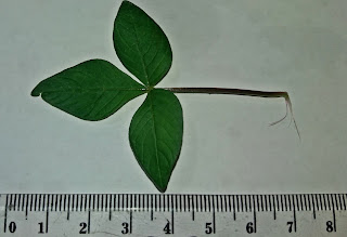 Cleome rutidosperma