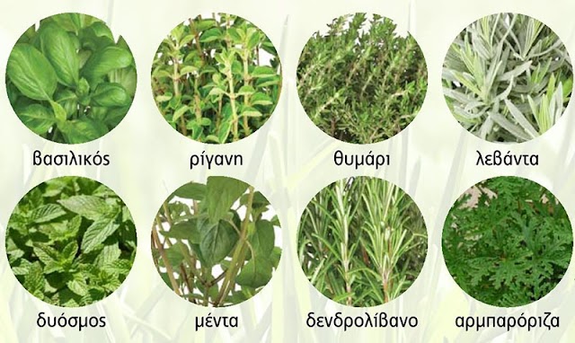 Τα Ελληνικα βοτανα και οι φαρμακευτικες τους ιδιοτητες