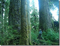 southQuinaultRidge_benGreuel