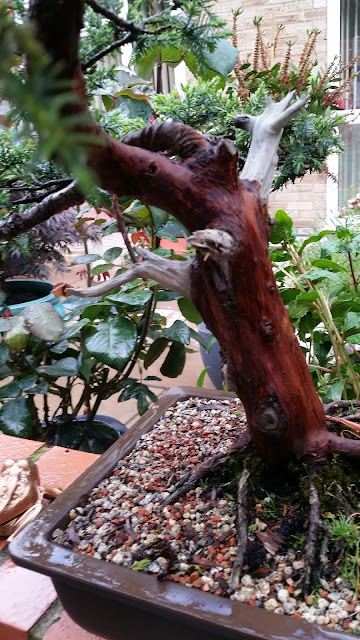 juniper, bonsai, deadwood, limesulphur, bark polishing, 
