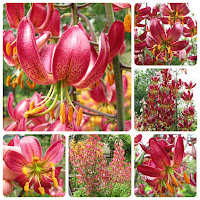 Лилия мартагон (Lilium martagon hybrids) 'Maroon King'