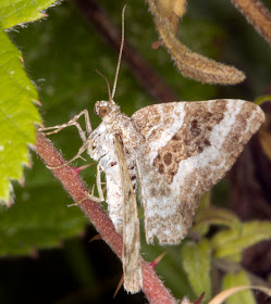 Common Carpet moth, Epirrhoe alternata alternata, on Orchid Bank at High Elms Country Park, 22 August 2011.