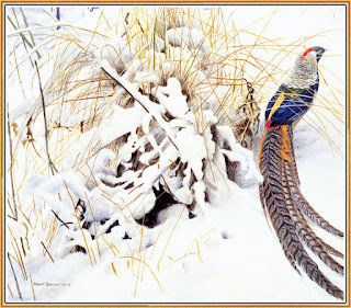 Lady Amherst Pheasant, 2001