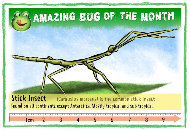 Graphic illustration of stick insect on Bug Belly website