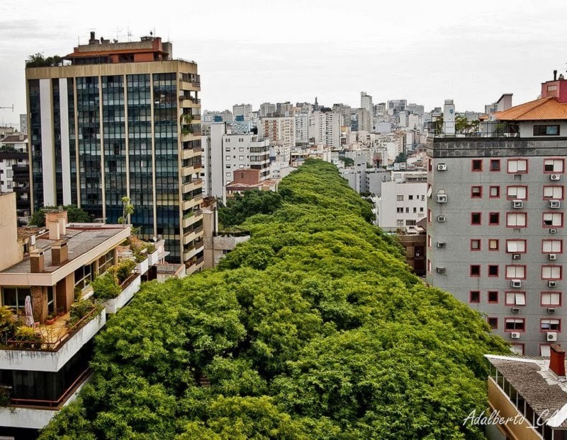 Each side of the street is lined with trees, some as tall as the 7th floors in adjacent buildings.