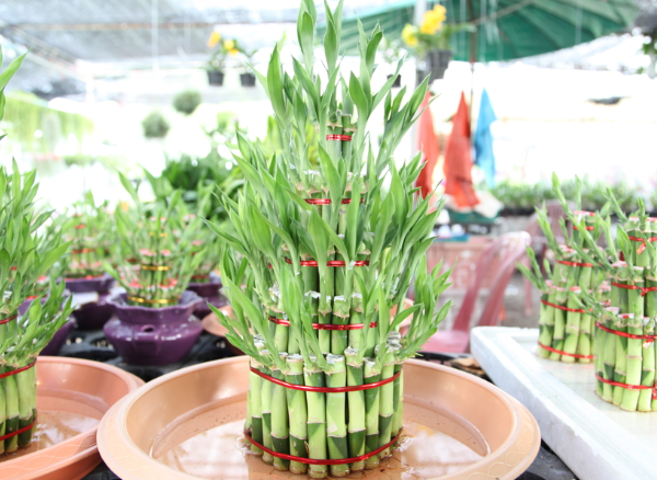 Tumbuhkan Keberuntungan dengan Bambu Hoki: Rahasia Feng Shui untuk Harmoni dalam Rumah