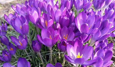 Crocus