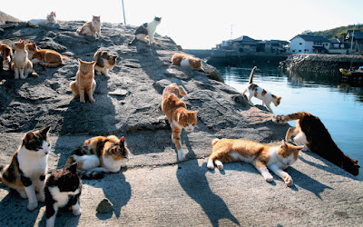 Pulau Kucing, Jepang